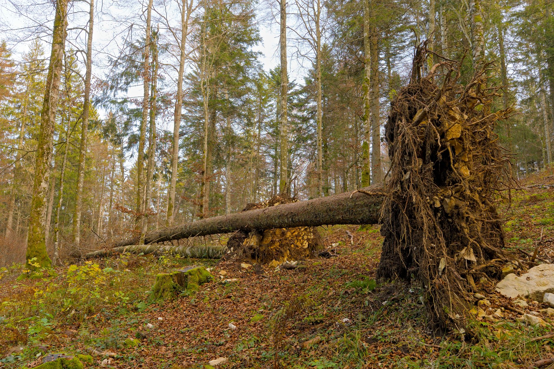 Enlèvement arbre urgence à Beaupréau-en-Mauges